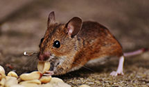 24 Hour & Emergency Exterminators in Rancho Palos Verdes, CA